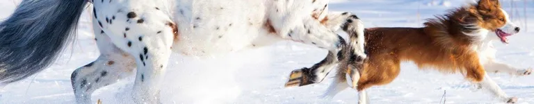 Hazel-Morthland Banner