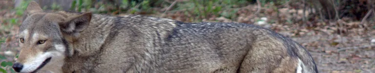 KidlittlePotato Banner