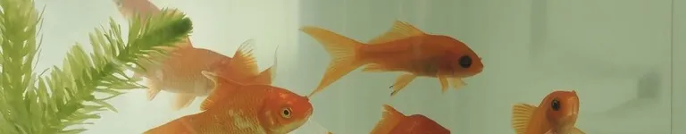 Suyo Banner