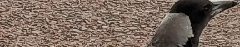 ARandom-Artist Banner