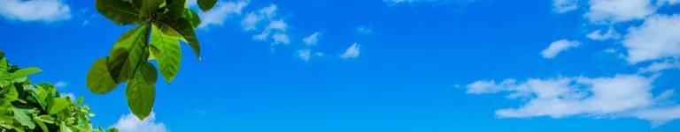 Wolfeythewolf Banner