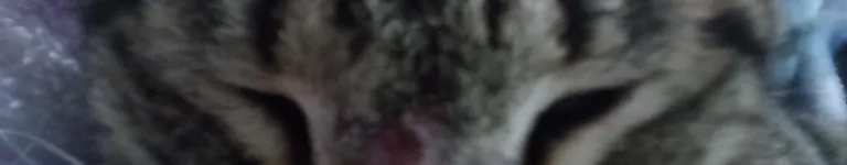 Kittydeftones Banner