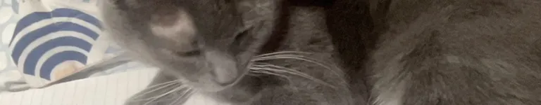 TheWantedMaggot Banner