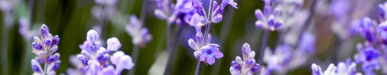 PINKpuppy14 Banner
