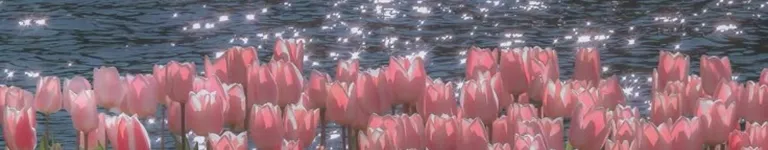 lachinita40 Banner