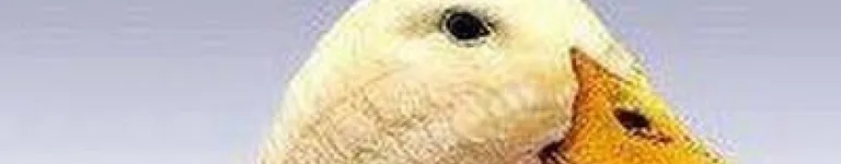 diarrhellhole Banner