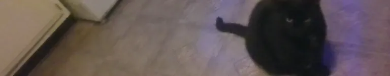 ScratchingPost Banner