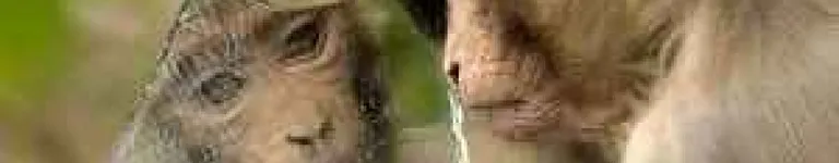 Local-Tangerine Banner