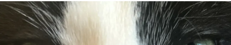 MangosAndSoda Banner