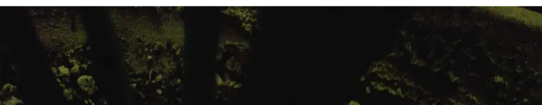 Smallwildthing Banner