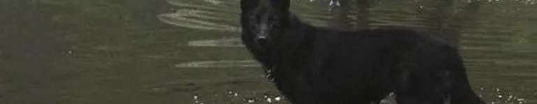 kinsleycookie1 Banner