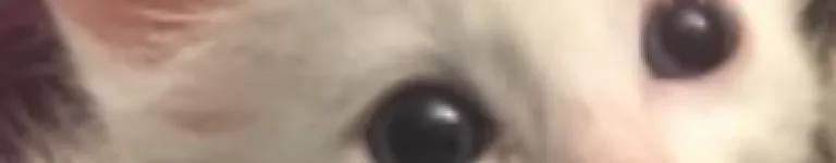 Cinnamon-fox Banner