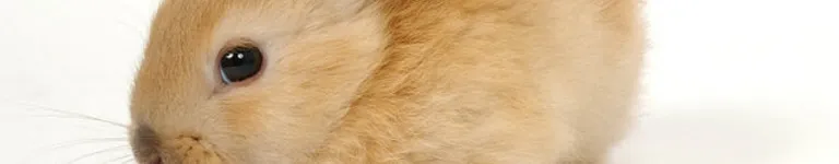 F4cel3ss Banner