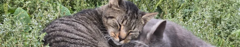 Lizzyshortbean Banner