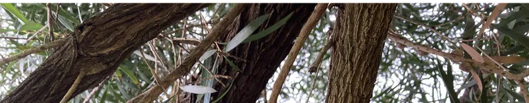 HEYmyNAMEisBOO Banner