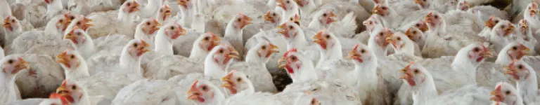 aGLITCHEDUS3R Banner