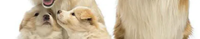 EmeraldXD Banner