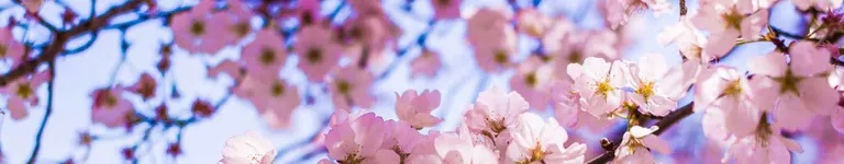 Abigail1020 Banner