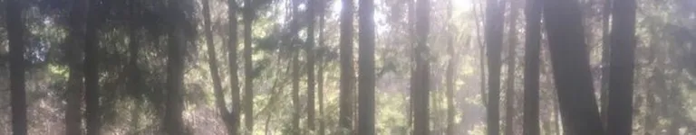 terryberrries Banner
