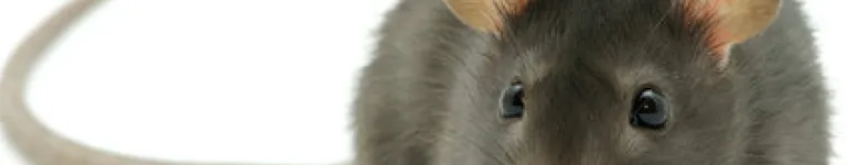 Trin2Rizzful4U Banner