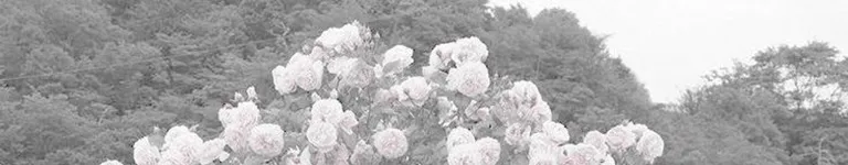 anime-cute-kitt Banner