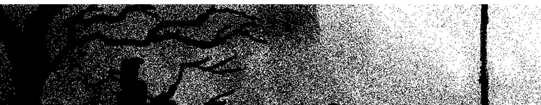 The-tails-fox Banner