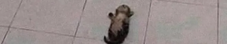 justawe1rdkid Banner