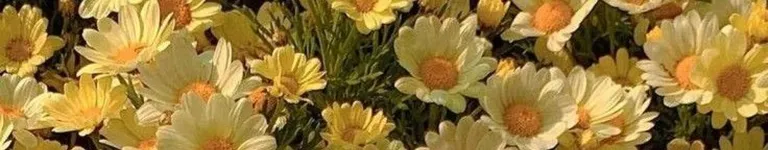 HistoryNerdSoop Banner