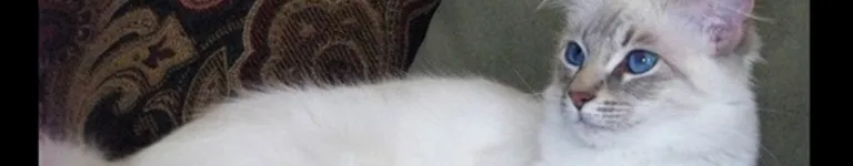 SleepyHayden Banner