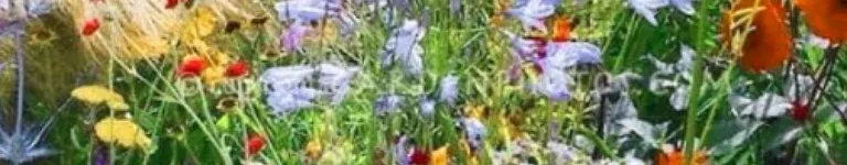 MosstheRacoon Banner