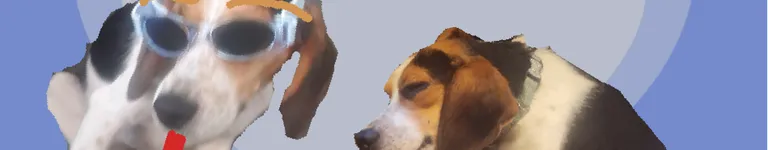 beagle-boi-2004 Banner