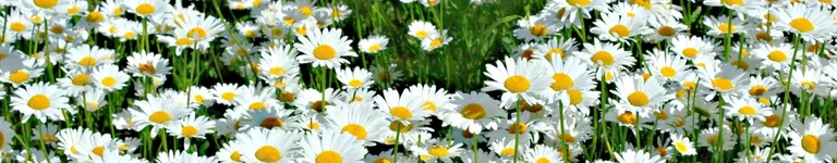 TVGIRL13 Banner