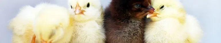 Goose-Squad Banner