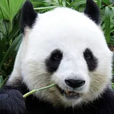 pandaepik