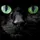 Kitcatlovez