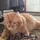 OscarOrangeCat