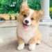 corgi1864