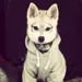 Doglover577