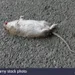 DEADRATBESTDEAD