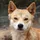dingo-boi68