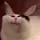 dovah