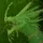 EmeraldSerpent