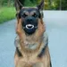 Heccindogbread