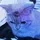 catori