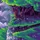 Creator4431