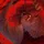 Shadowclan1