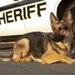 police-dog