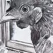 Kylesloth