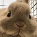 drPepperbunny1