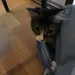 KimbaTheCat